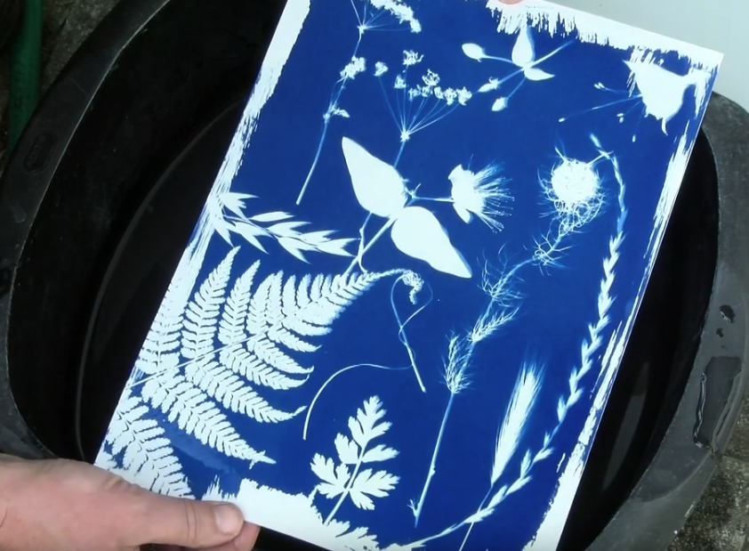 cyanotype botanical print