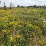 Nature Walk: Poundbury Hillfort & The Great Field