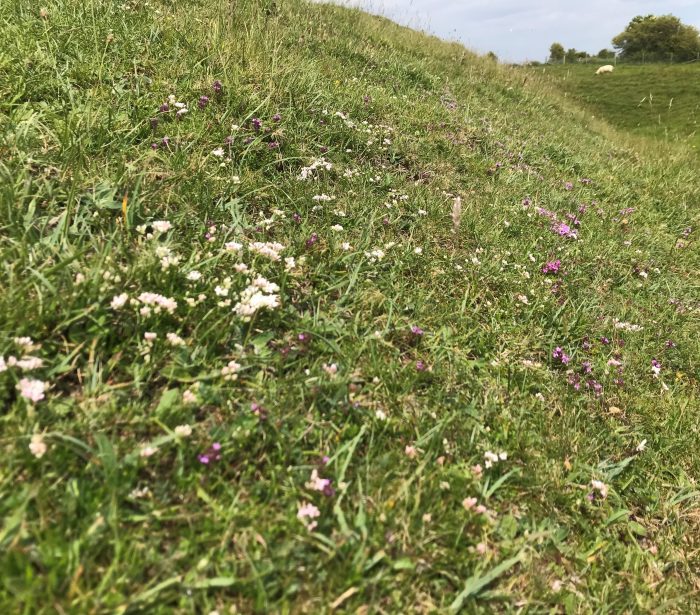 Maiden Castle with Squinancywort and Wild Thyme Miles King