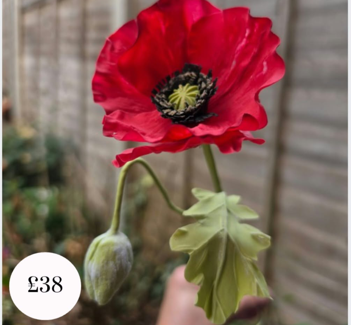 poppy resized