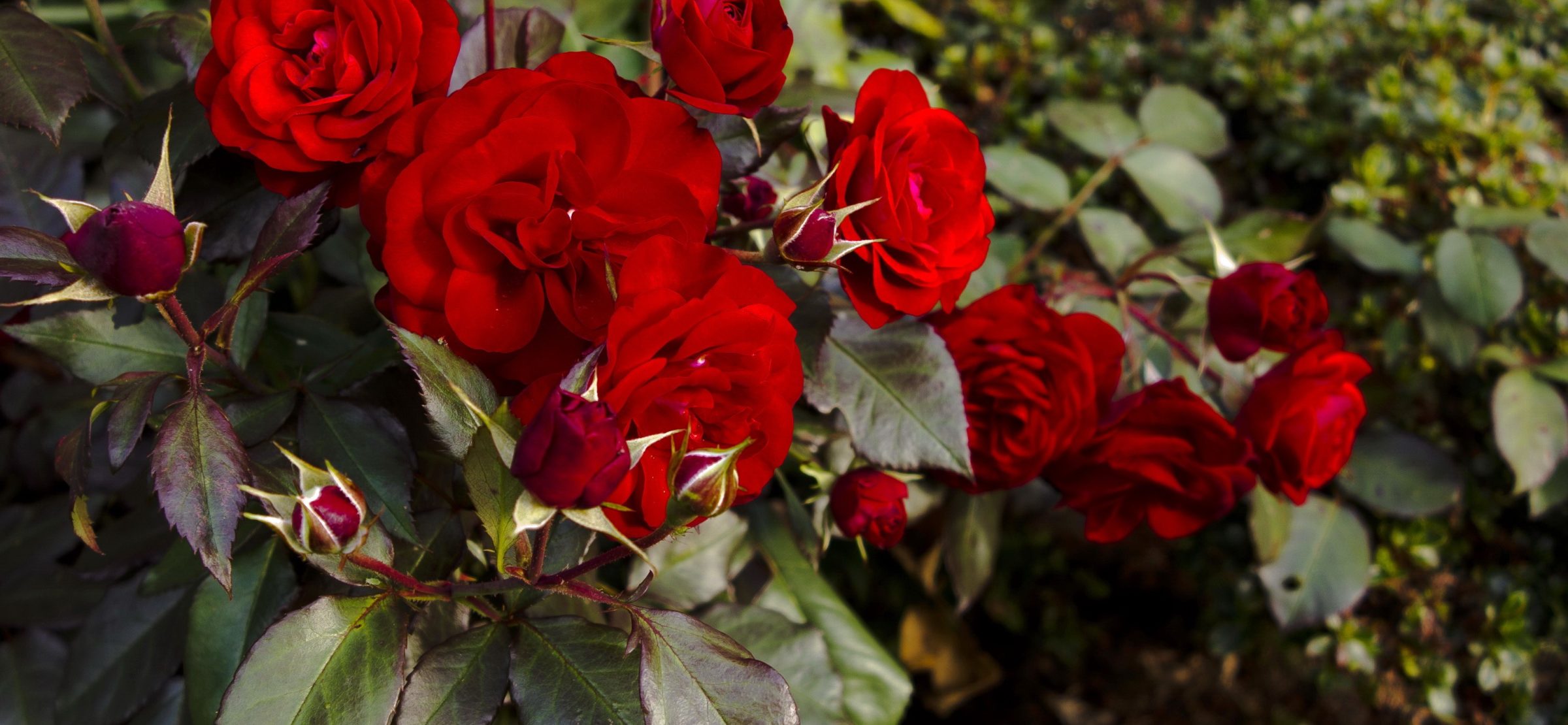 747049-Roses-Red-Flower-bud