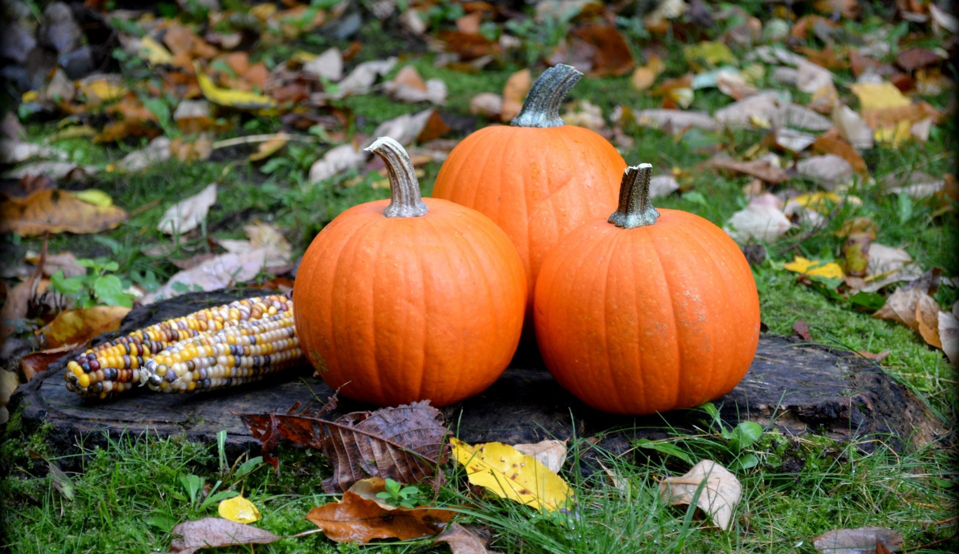 pumpkin stock image