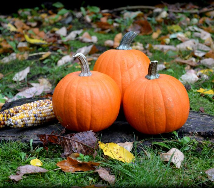 pumpkin stock image