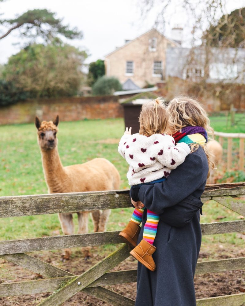 Alpacas at Kingston Maurward Animal Park
