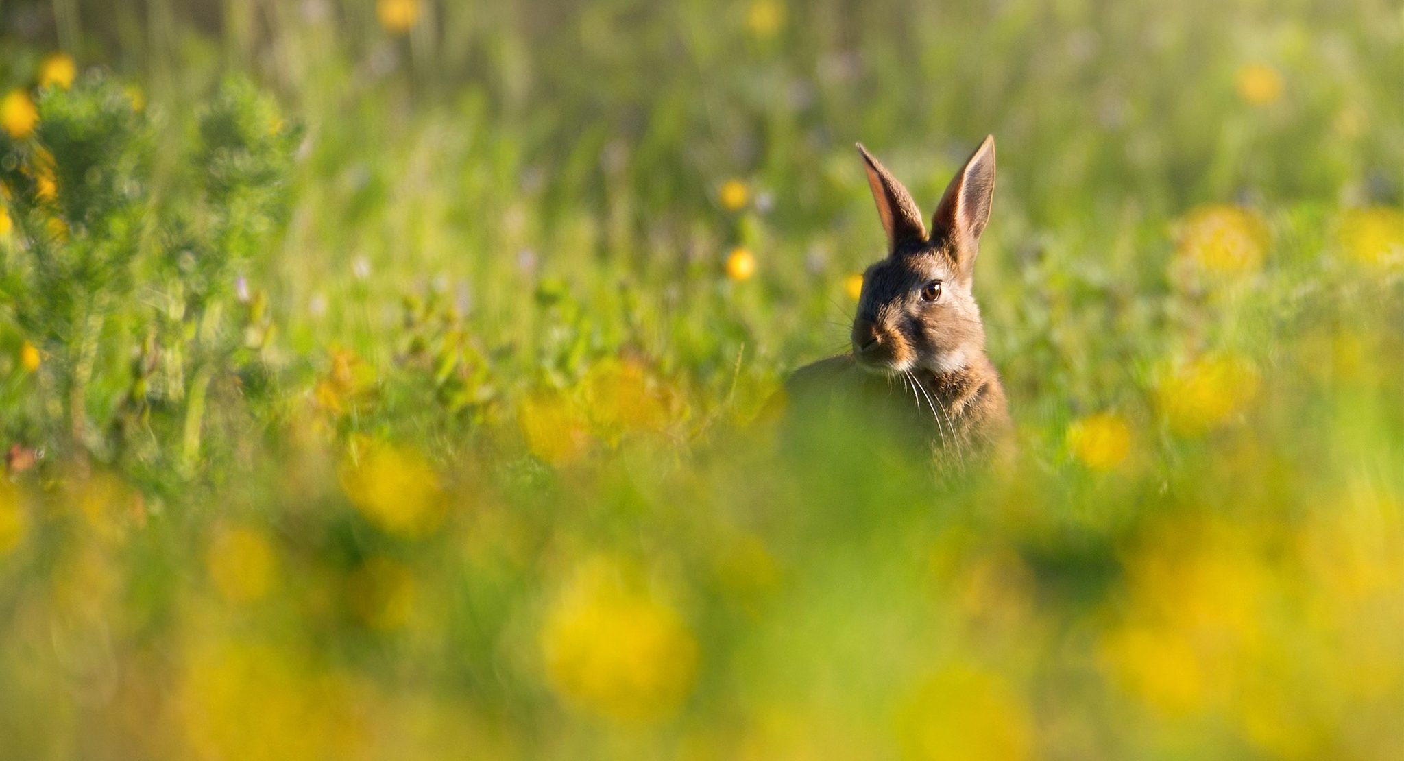 Rabbit, SpringJon Hawkins