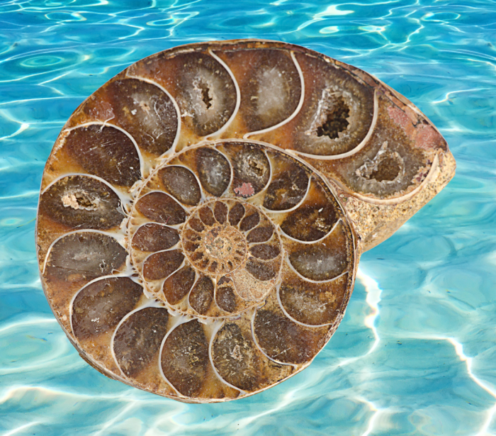 7 Fossil Mary