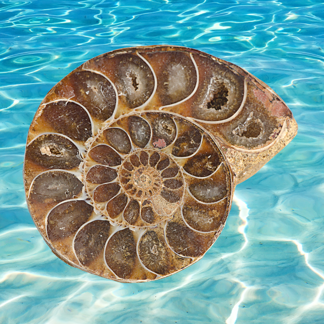 7 Fossil Mary
