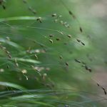 Orchids and Grasses with Leif Bersweden