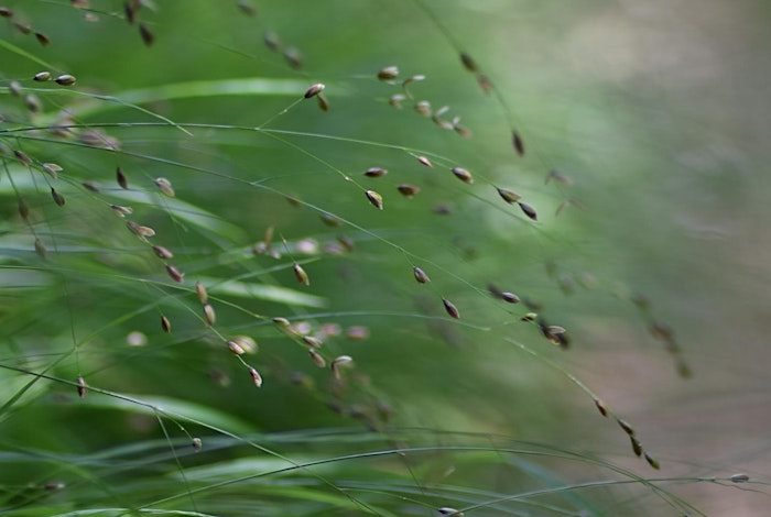 Grasses
