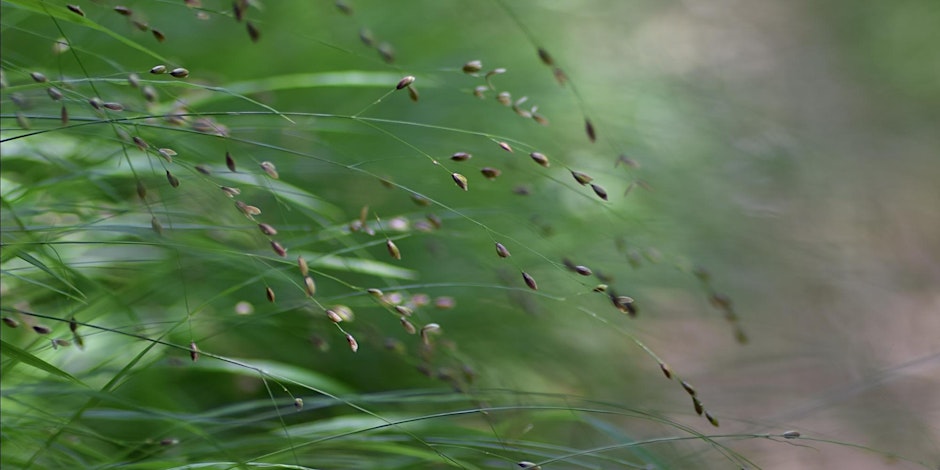 Grasses