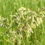 Introduction to Grass and Sedge Identification