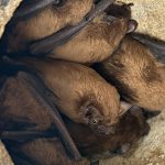 Discover Bats – ecology and detection