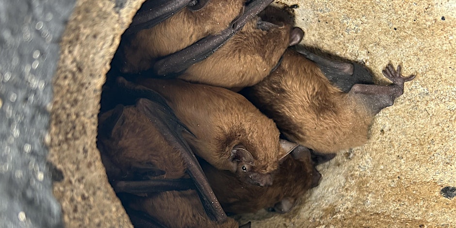 Common Noctule bats