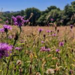 Meadow Walk with Jim White