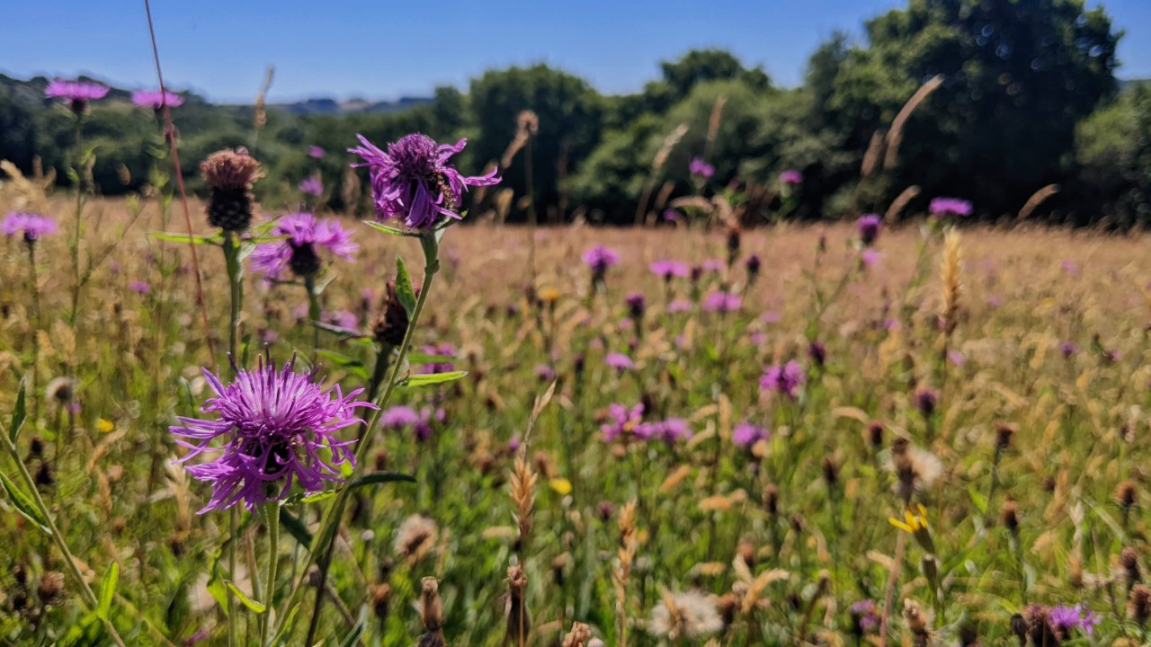 Summer meadow
