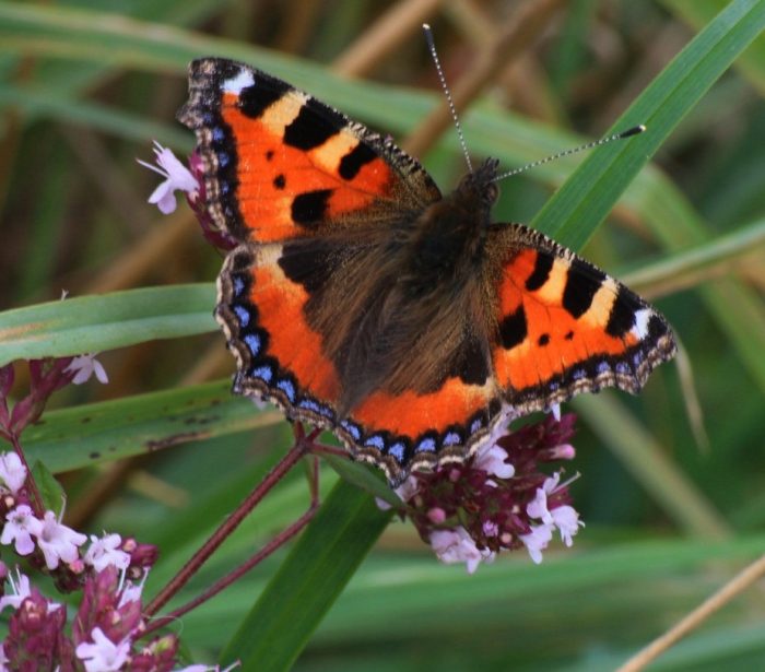Tortoiseshell butterfly on marjoram – Tony Bates