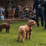 Paws Around The Park 2026