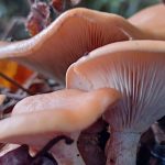 Fungi Foray with John Wright