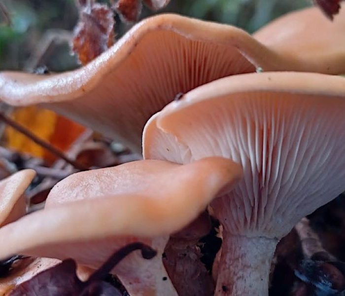 Fungi foray