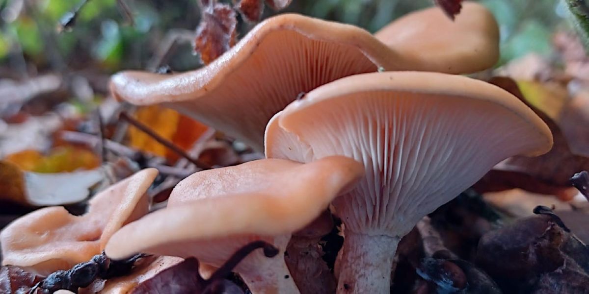 Fungi foray