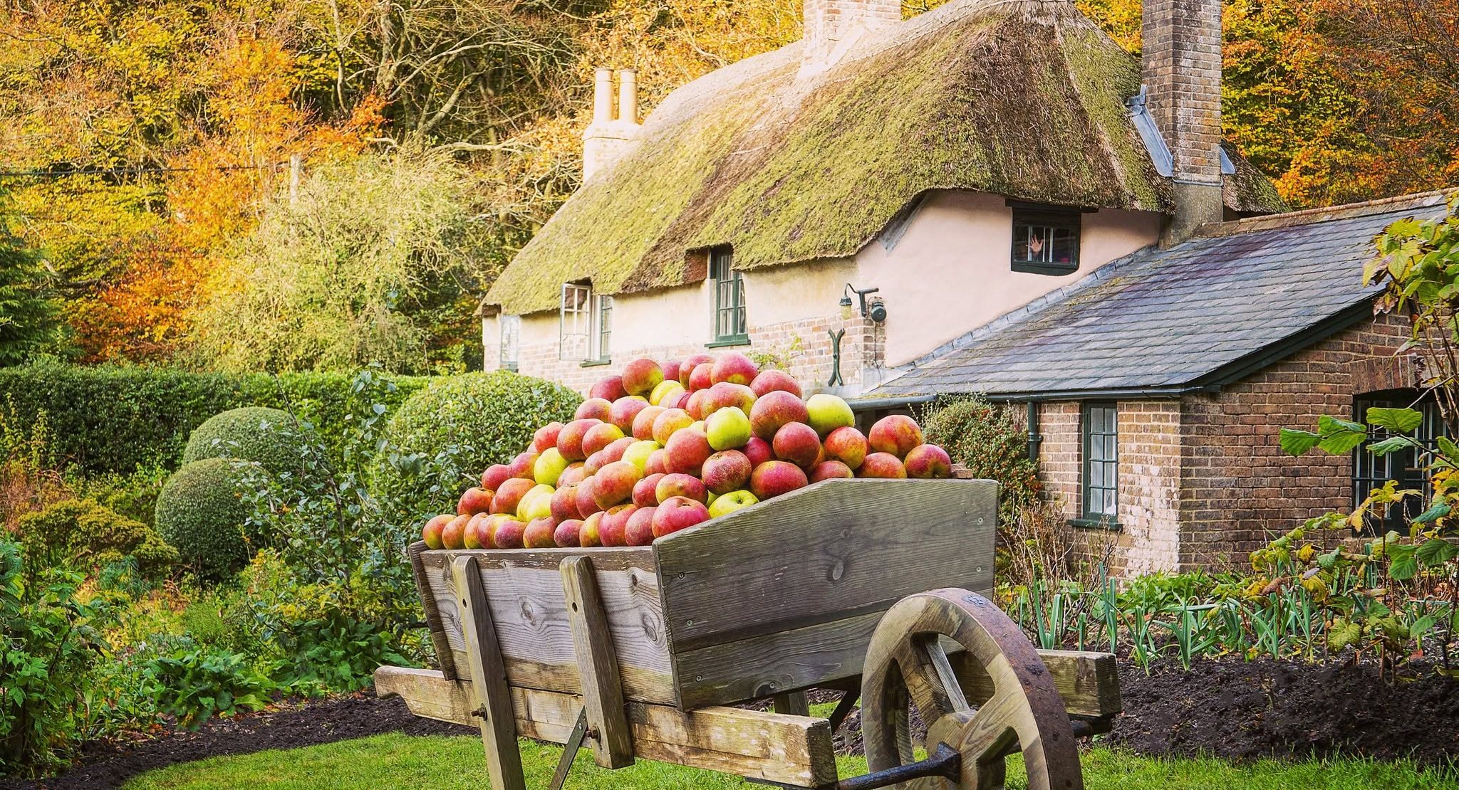 hardys cottage apple pressing